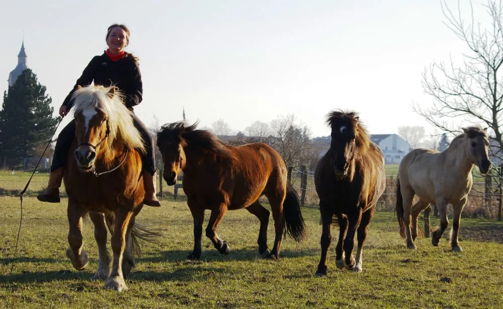 Cornelia Plänitz reitet mit ihrer Pferdeherde auf der Koppel des Trainingszentrums